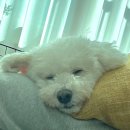 아루보리 이미지