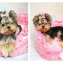 베베그루밍 이미지