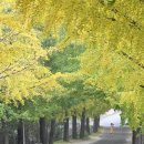 은행나무길 이미지