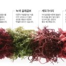 주식회사 제주씨그린 네이버블로그