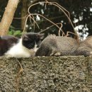 신도시동물병원 이미지