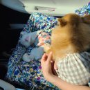 개구쟁이 애견 이미지