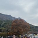 장산목장 | 내장산 단풍절정시기 (2025년 11/8) 실시간 주차장 정보