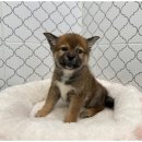 강아지와 고양이 이미지