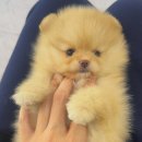 베베-멍 이미지