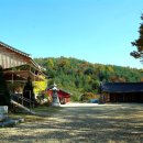 보석사   은행나무 이미지