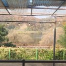 대청농원 이미지