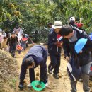 충주알밤축제 10월2일 소태에서 개최 이미지