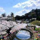 양산 통도사 극락암 홍교 옆에핀 벚꽃 실시간 후기 25.4.3