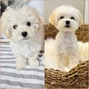 비키펫 살롱 | 아기강아지 베넷미용 시기 비용 육견일기 #23