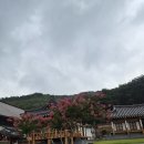 한방약차카페드무실 | 대구 배롱나무 명소, 북구 서계서원 분홍빛 설렘을 만나는 곳
