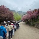 청룡사 | [경남 사천] 청룡사 겹벚꽃 지금 만개｜오늘 다녀온 실시간 후기 (+주차·포토존 명당)