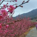 임자 조희룡 유배지 이미지