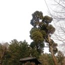 향나무쉼터 이미지