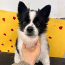 강산동물병원 이미지