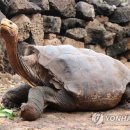 '자손만 800마리' 멸종위기 동족 구한 100살 갈라파고스 땅거북 이미지