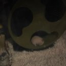 골든햄스터분양 탬펫 강남점 이미지