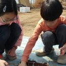 [20150322] 삐약삐약 병아리 부화 시작! & 소곤소곤 미술심리 & 시끌벅적 동아리[2부] 이미지