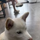 보라종합동물병원 이미지