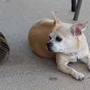 아담스펫강아지&가필드고양이 이미지