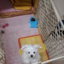 짱구애견 이미지