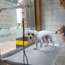 샤워앤독 이미지