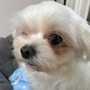 예삐네 착한 수제간식 | 반려견 수제간식 유니노스 후기