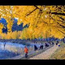 은행나무로 이미지