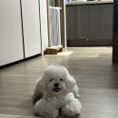 도그루아 이미지