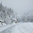 여행하는 나무 이미지