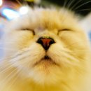 언제나고양이 이미지