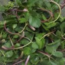 고모농장 이미지