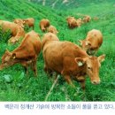 평창흰구름산촌마을 이미지