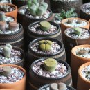 관수야관수 이미지