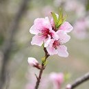 복숭아꽃살구꽃 이미지