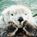 채플린당구장 | 미국여행 D+5 [서부 로드 트립] 1번 국도 타고 바다코끼리랑 해달보러가기