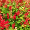 오치초교 이미지