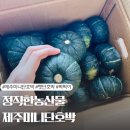 퍽퍽한 햇 밤호박 추천 정직한 농산물 제주미니단호박 5KG 후기