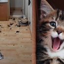 사이먹다 이미지