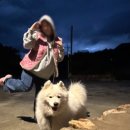 좋은하루 | 애견동반 캠핑장] 반려견과 힐링! '좋은하루 캠핑장' B-1 사이트 후기 (feat. 사장님네 댕댕이 산책) 🐾