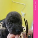 미용하는 훈련사 이미지