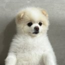 백슬동물병원 이미지