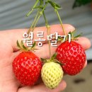 솜사탕2 | 파주 딸기체험 월롱딸기 솜사탕,키링,딸기잼까지 내돈내산 후기