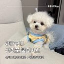 (주)미덴탈렙 | 바잇미 강아지 여름 옷 산리오 쿨티 내돈내산 후기 (feat. 해충방시 쿨링 나시, 덴타링 개껌)
