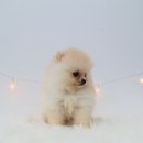 도로시펫 강아지고양이 부산점 네이버블로그
