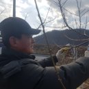 청송복숭아농장