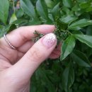 네일하라구 이미지