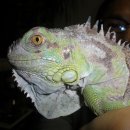 이구아나 이미지