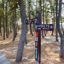 고래불해수욕장(병곡지구) 야영장 이미지