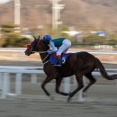 경마 전 몸 푸는 기수와 말 이미지